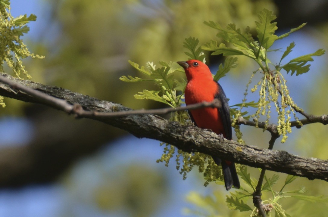 Scarlet Tanager - ML646324867