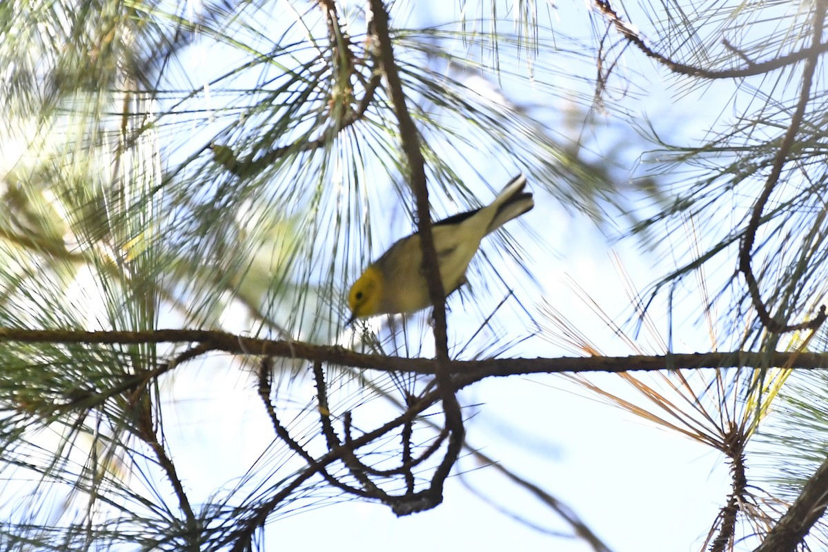Paruline à tête jaune - ML646324872