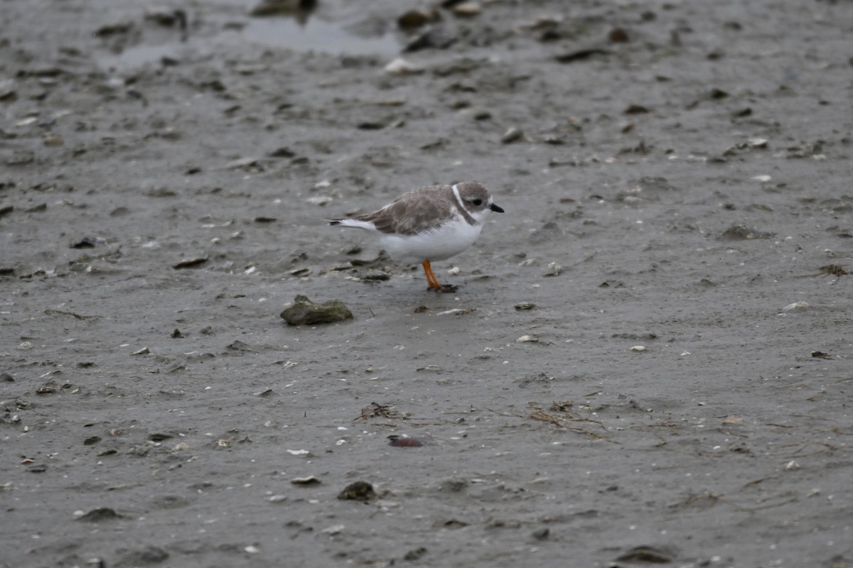 Islıkçı Cılıbıt - ML646324888