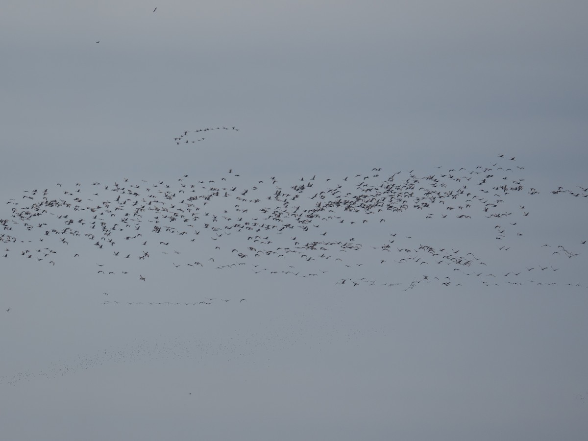 Sandhill Crane - ML646324892