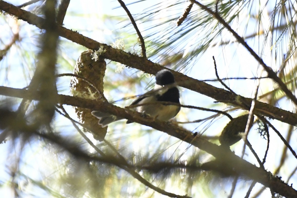 Grauflankenmeise - ML646324894