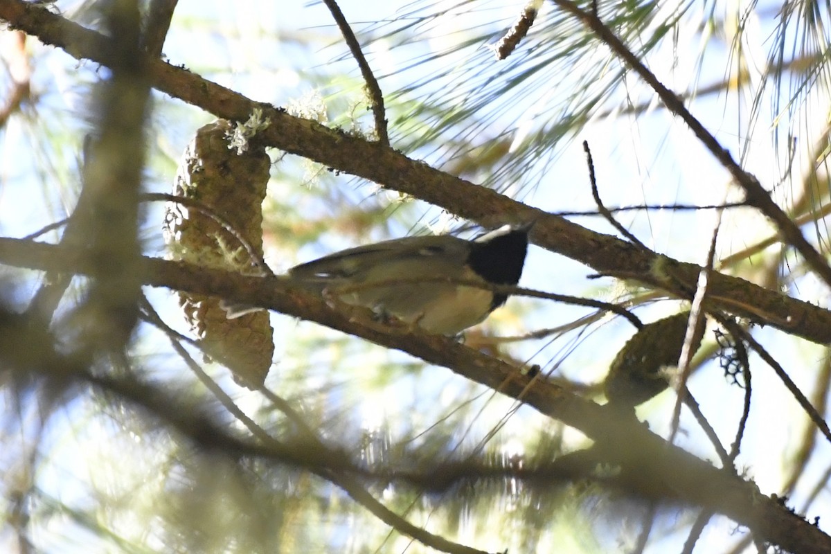 Grauflankenmeise - ML646324895