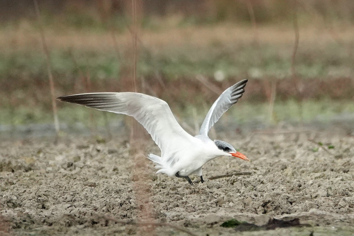 Caspian Tern - ML646324897