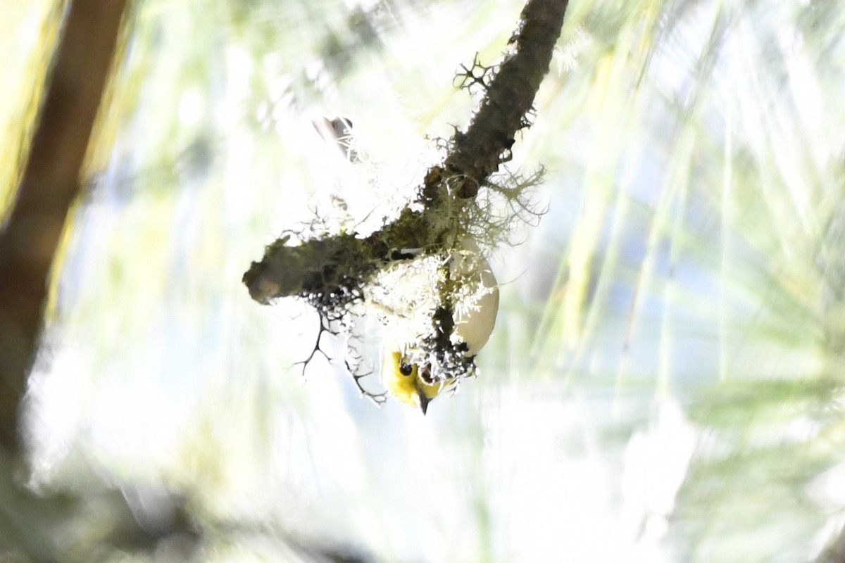 Paruline à tête jaune - ML646324905