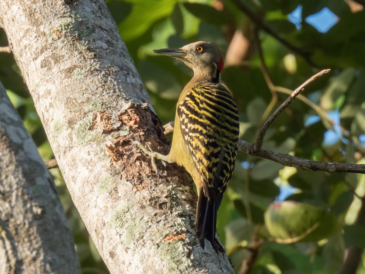 Hispaniolan Woodpecker - ML646324907