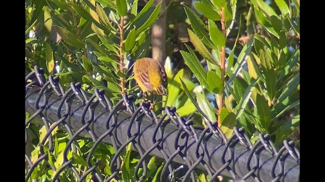 Пісняр-лісовик рудоголовий (підвид hypochrysea) - ML646324918