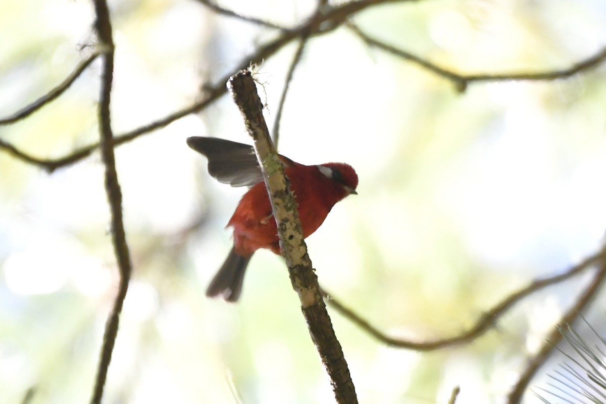Red Warbler (White-cheeked) - ML646324919