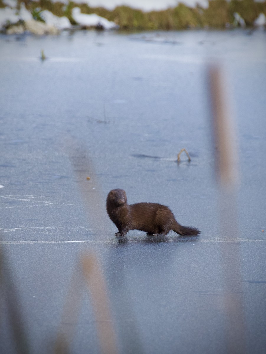 Visone americano - ML646324922