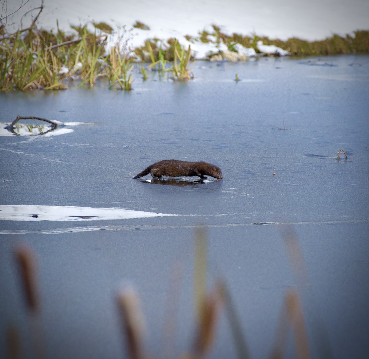 Visone americano - ML646324923