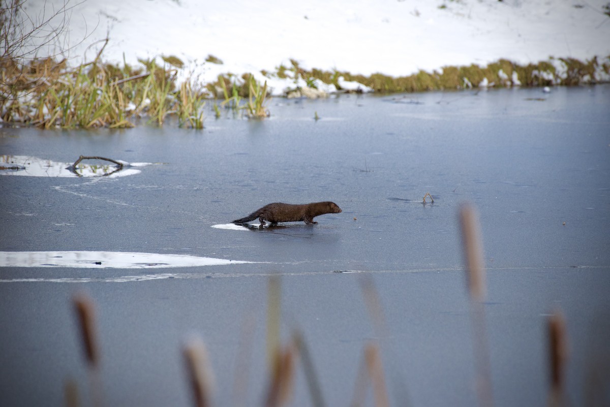 Visone americano - ML646324925