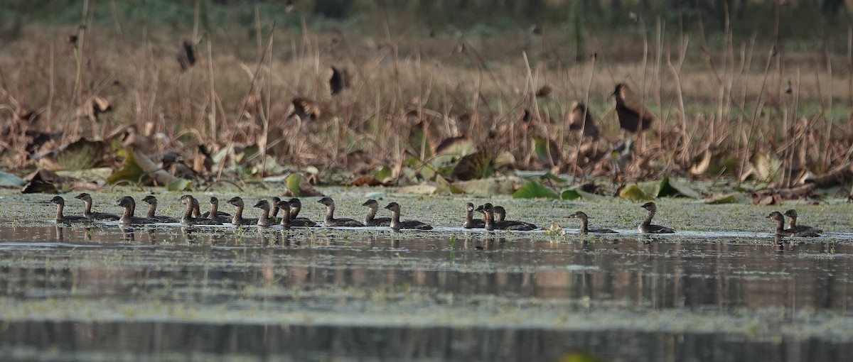 Pied-billed Grebe - ML646324927