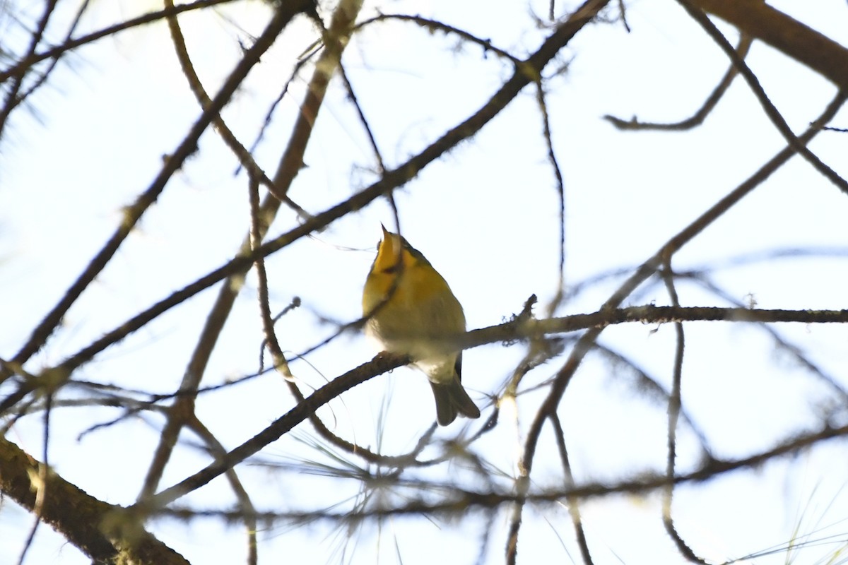 Reinita Cejuda - ML646324933