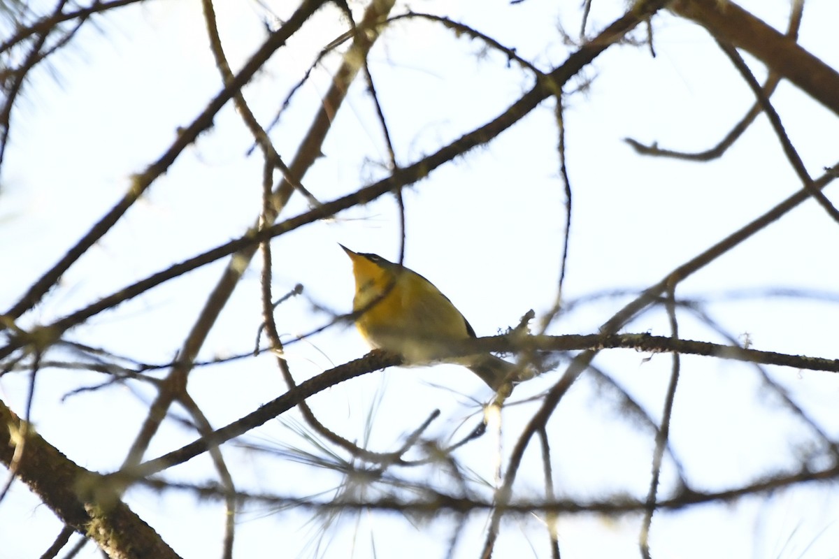 Reinita Cejuda - ML646324934