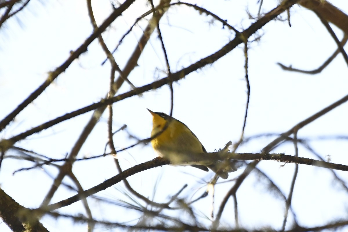 Reinita Cejuda - ML646324935