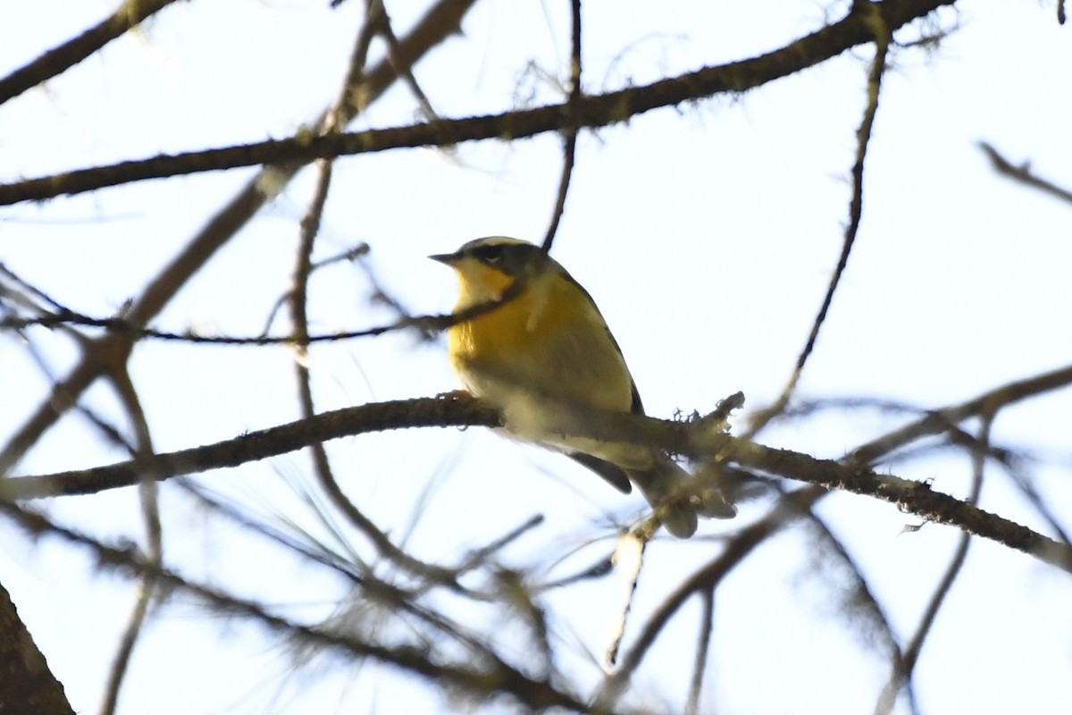 Reinita Cejuda - ML646324936