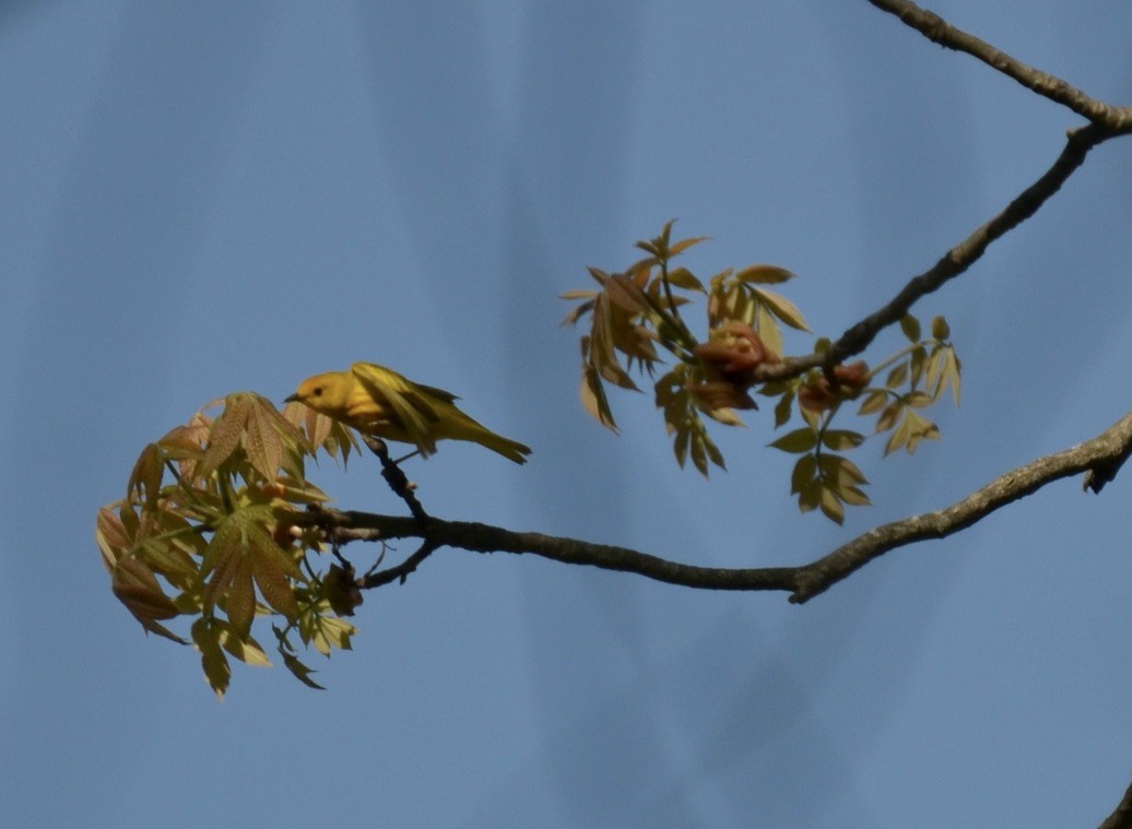 Northern Yellow Warbler - ML646324940