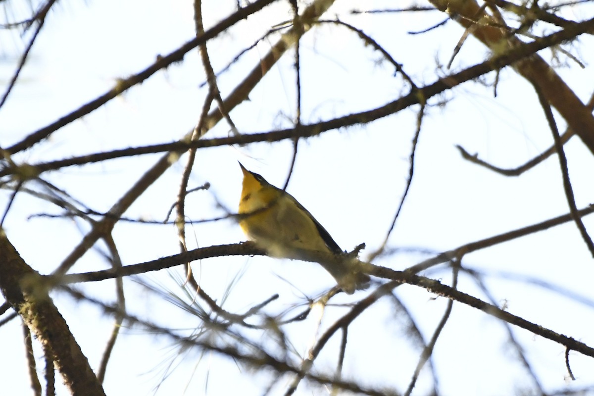 Reinita Cejuda - ML646324941