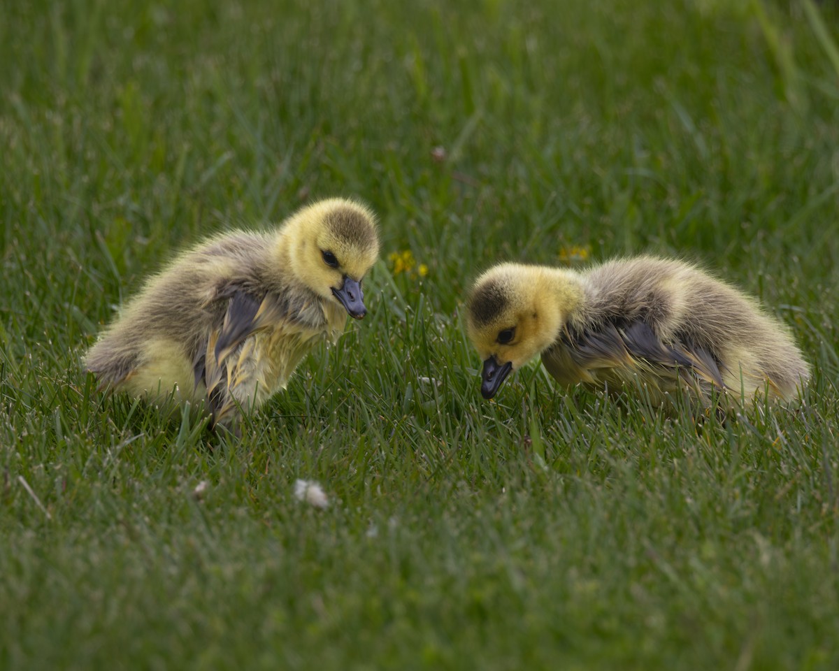 カナダガン - ML646324942