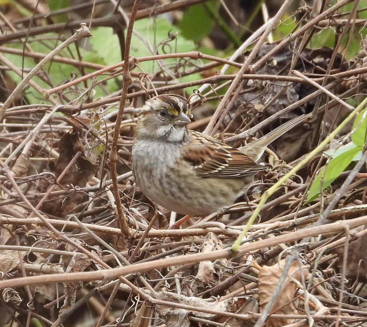 ノドジロシトド - ML646324944