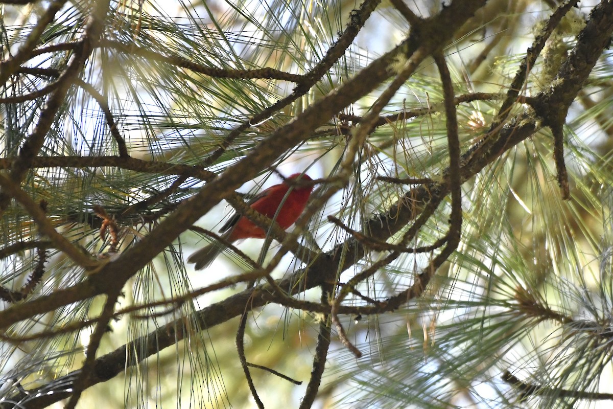 ベニアメリカムシクイ（rubra／rowleyi） - ML646324945