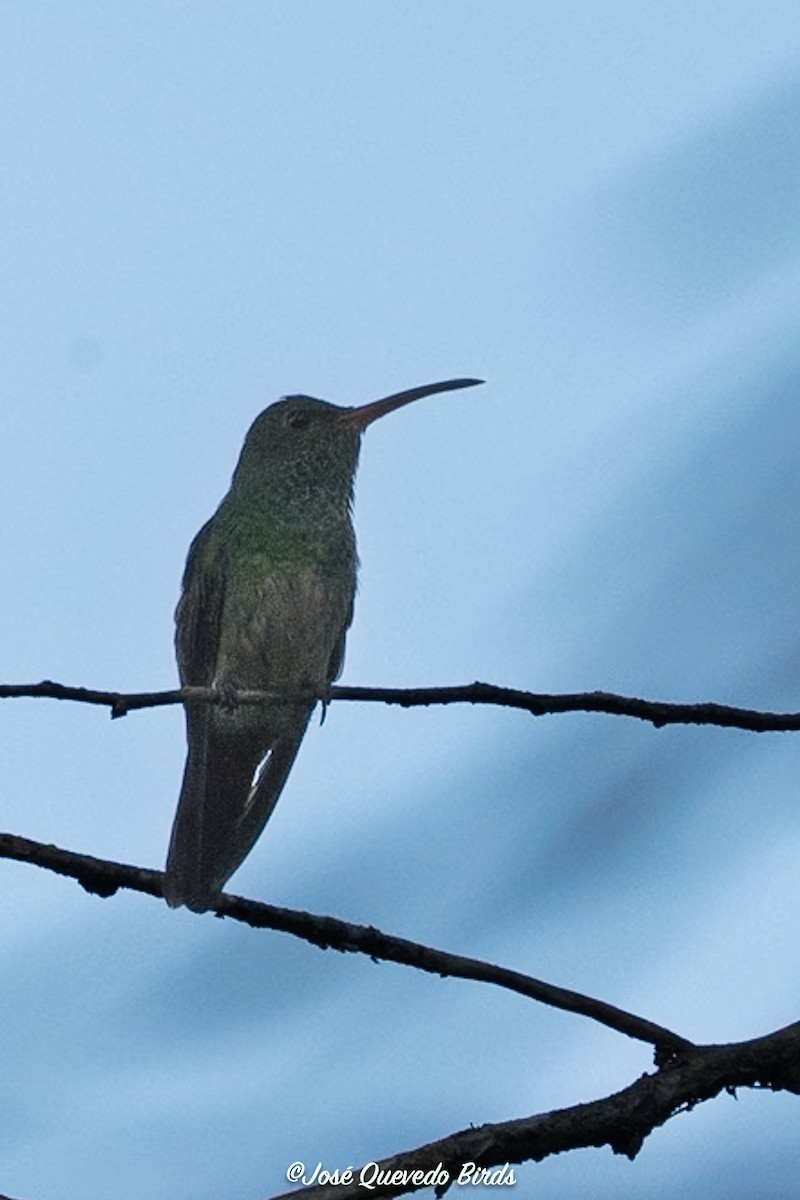 ハイバラエメラルドハチドリ - ML646324946