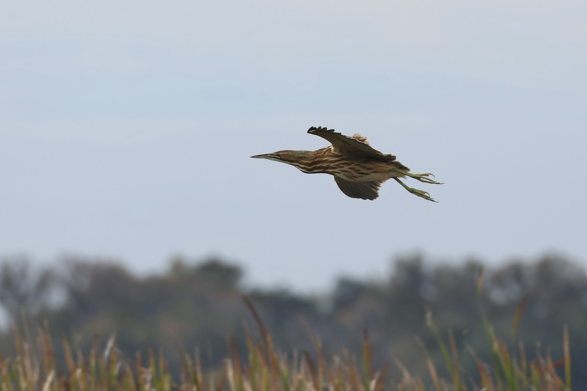 アメリカサンカノゴイ - ML646324947