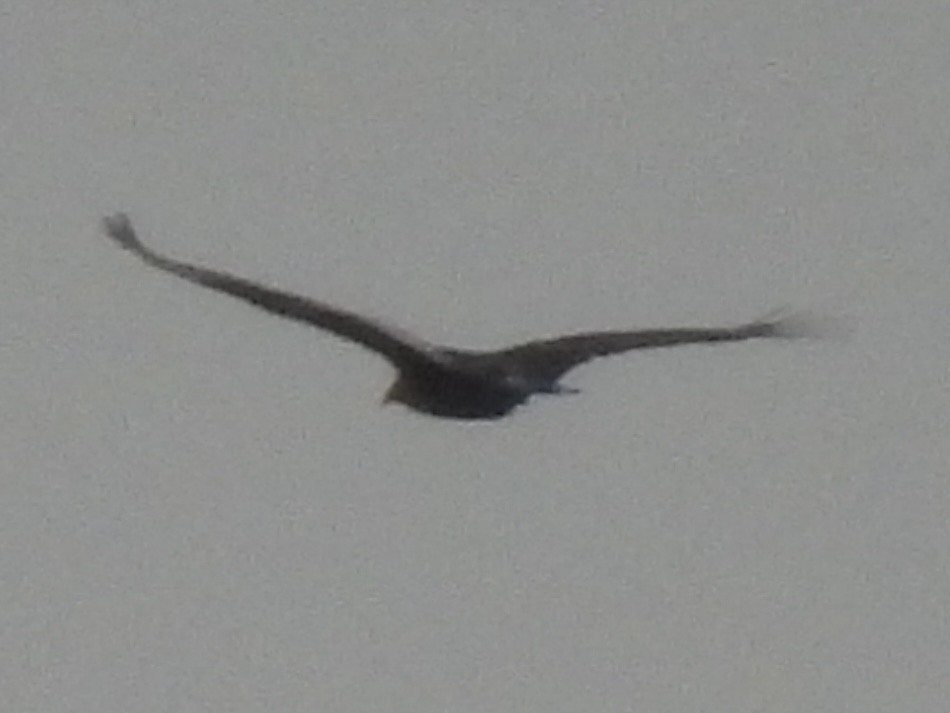 ヒメコンドル - ML646324948