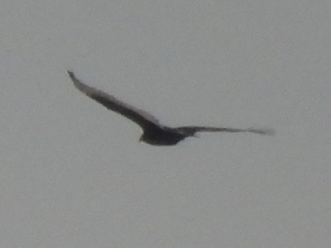 ヒメコンドル - ML646324949