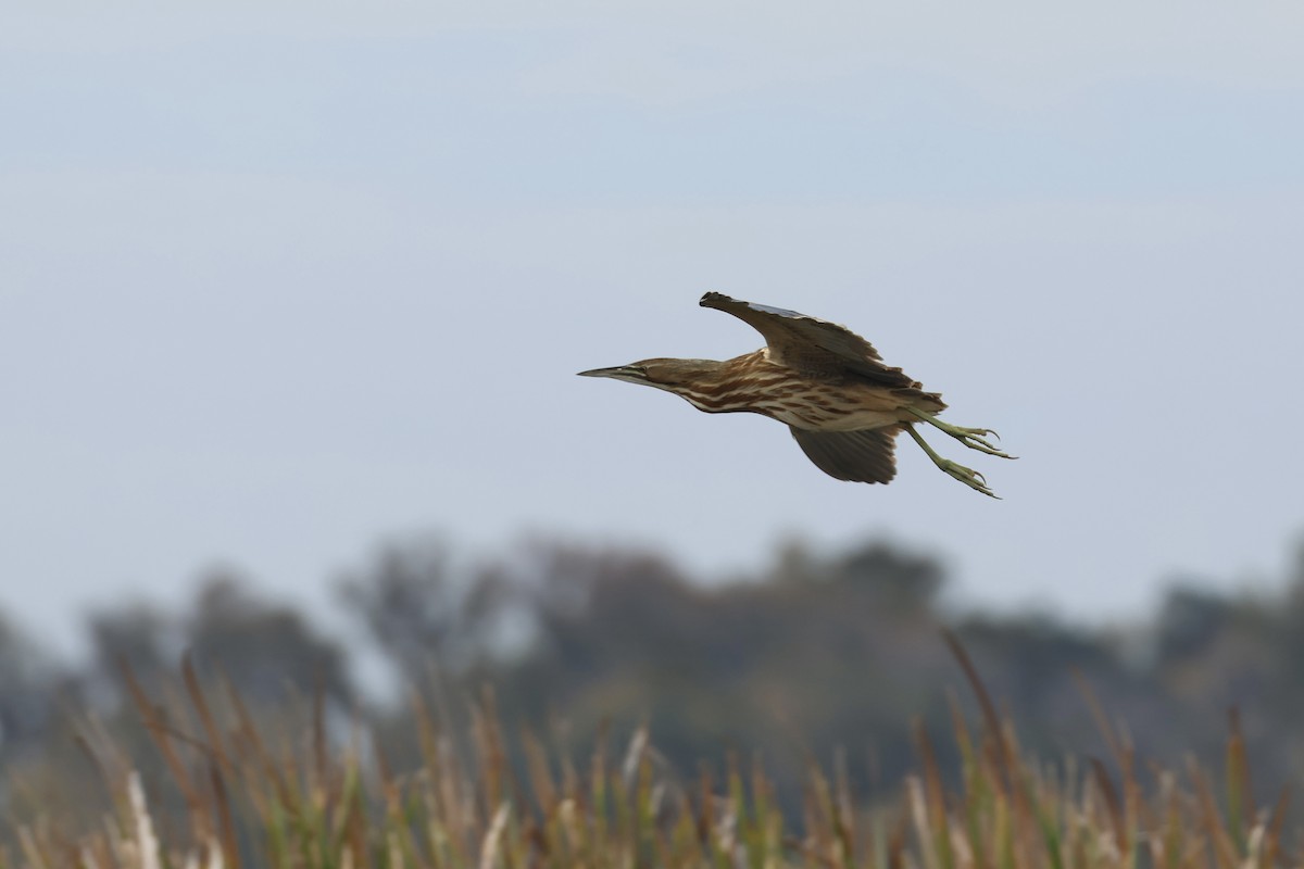 アメリカサンカノゴイ - ML646324951