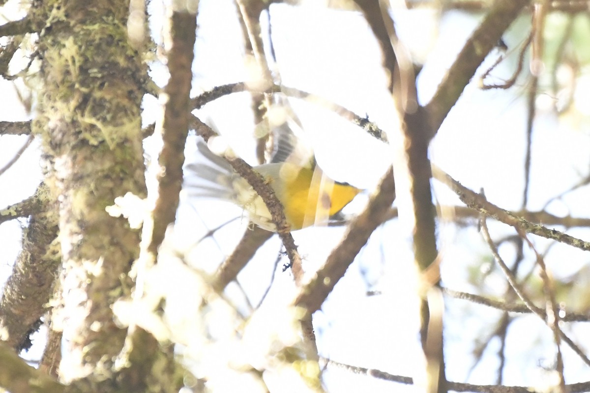 ミカヅキアメリカムシクイ - ML646324952