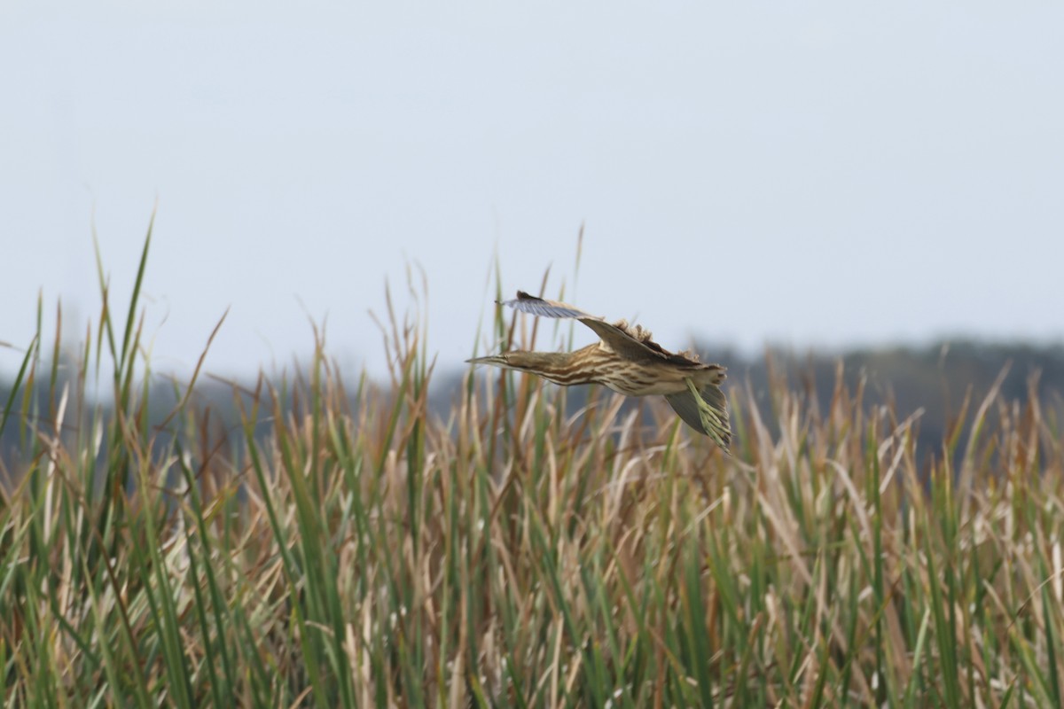 アメリカサンカノゴイ - ML646324953