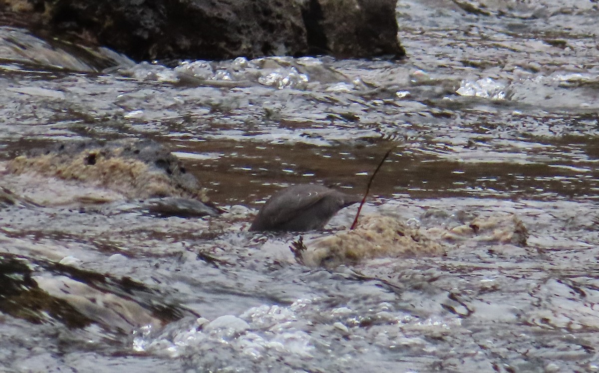 メキシコカワガラス - ML646324955