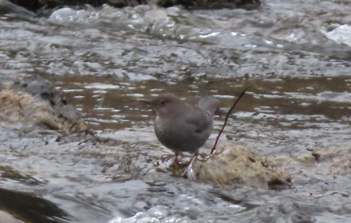 メキシコカワガラス - ML646324956