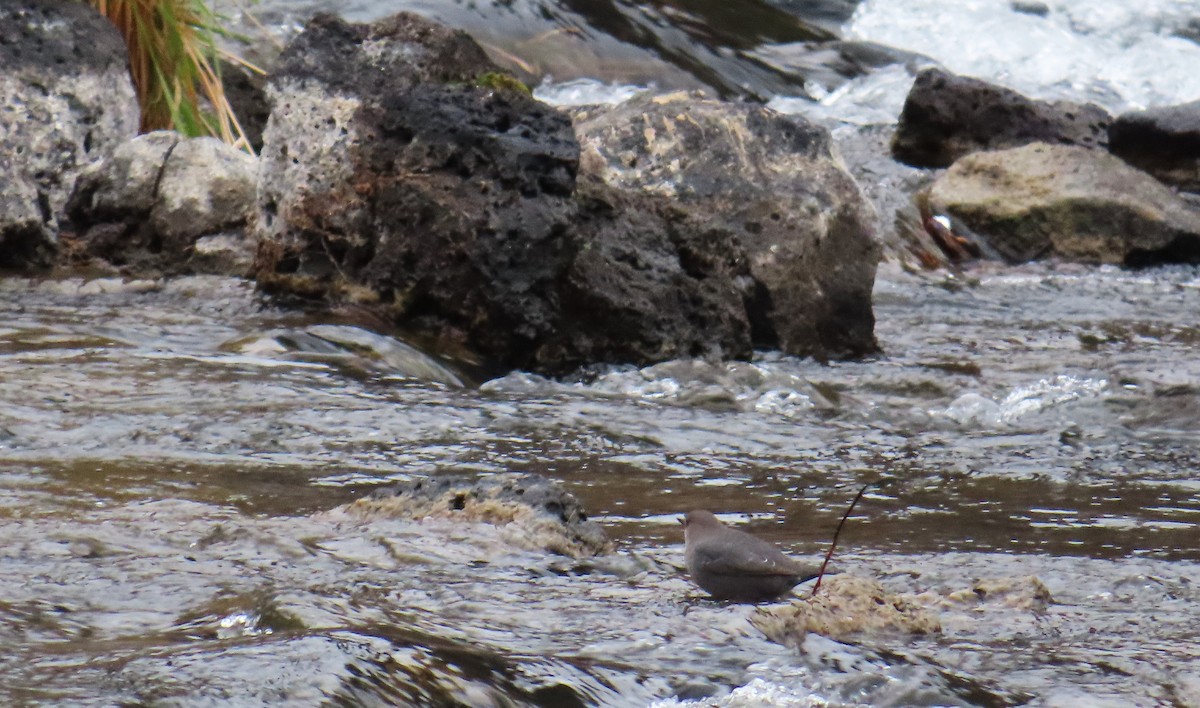 メキシコカワガラス - ML646324957