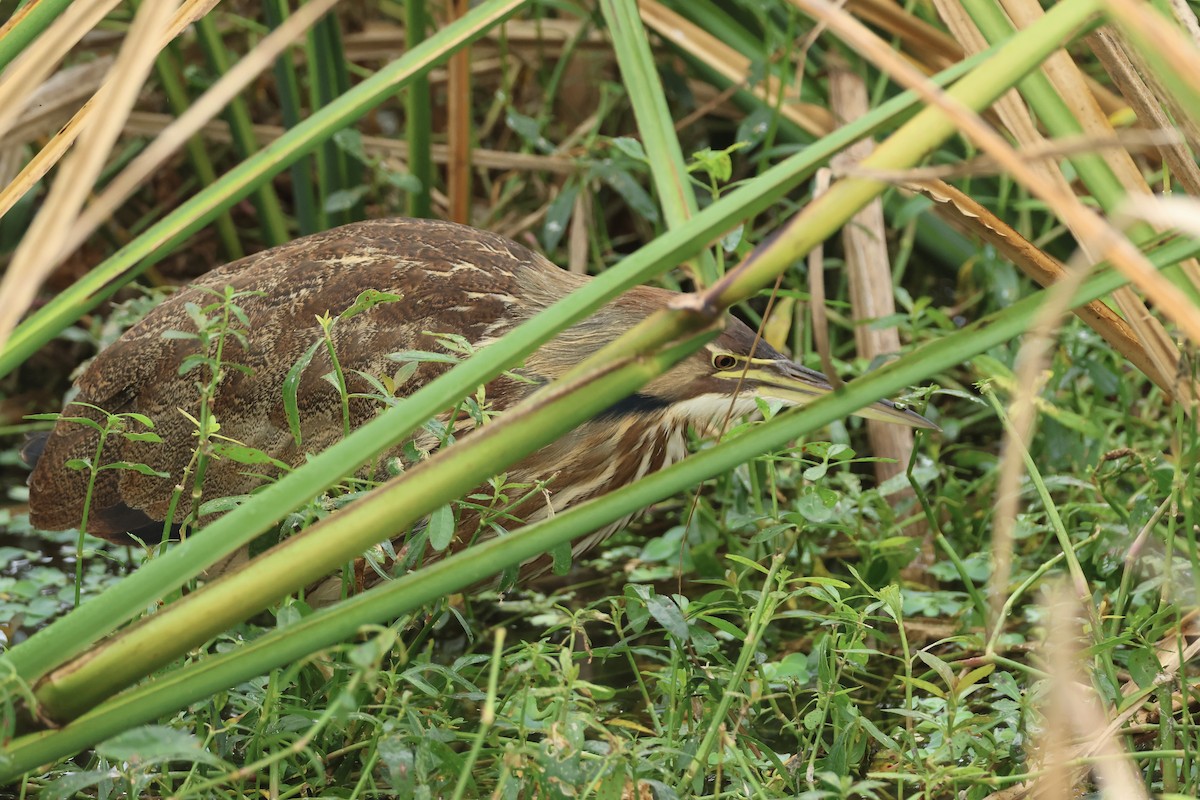 アメリカサンカノゴイ - ML646324958