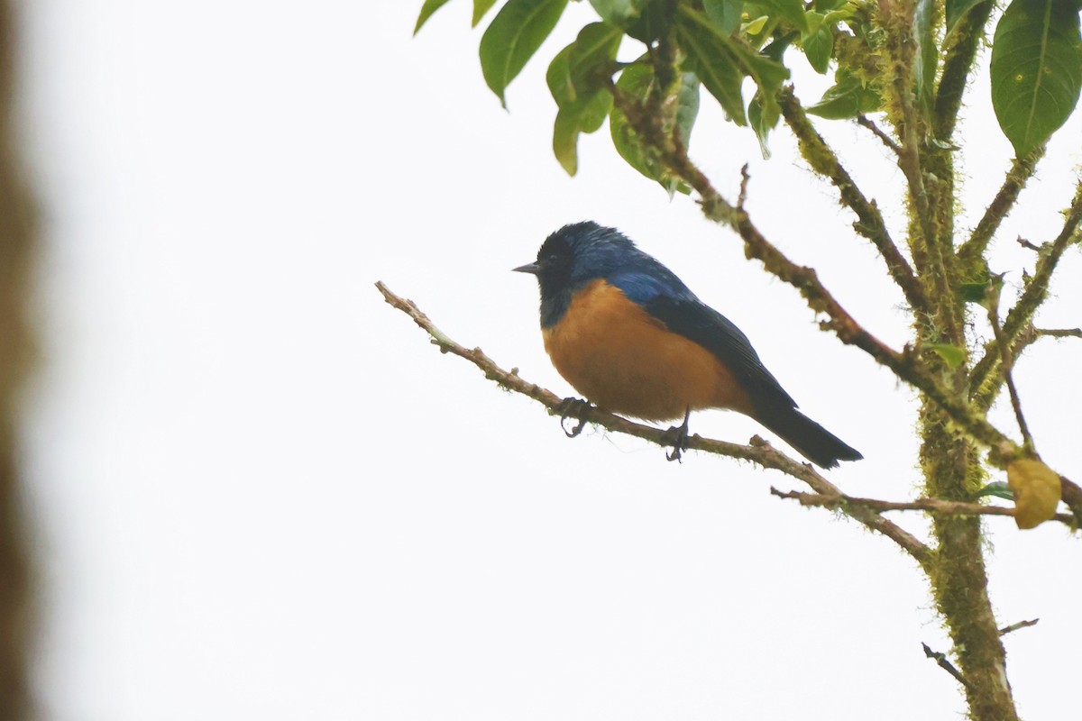 アカハラマルハシミツドリ - ML646324959