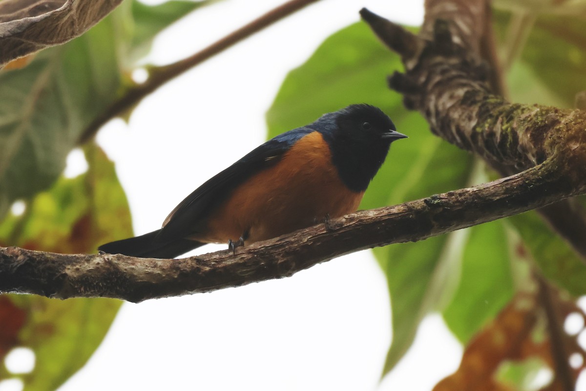 アカハラマルハシミツドリ - ML646324960