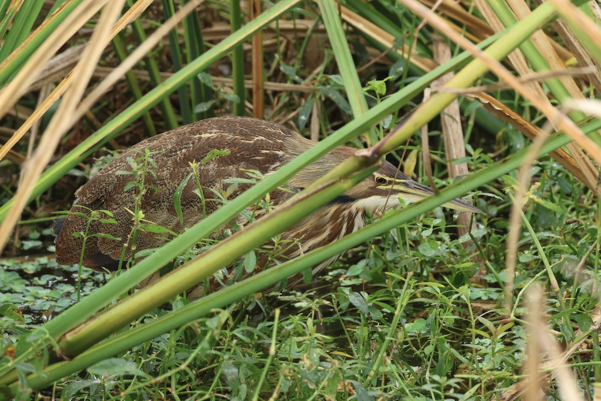 アメリカサンカノゴイ - ML646324961