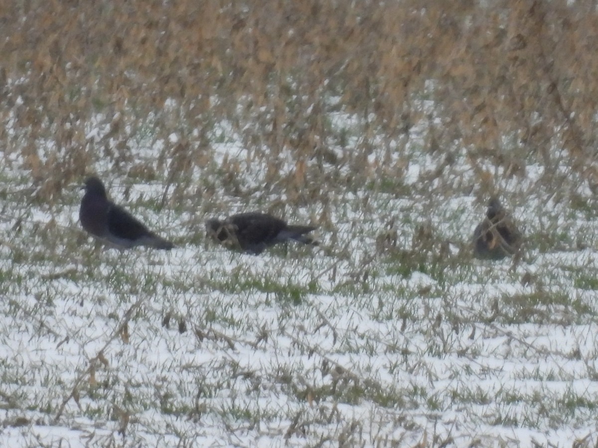 カワラバト（ドバト、家畜型） - ML646324962