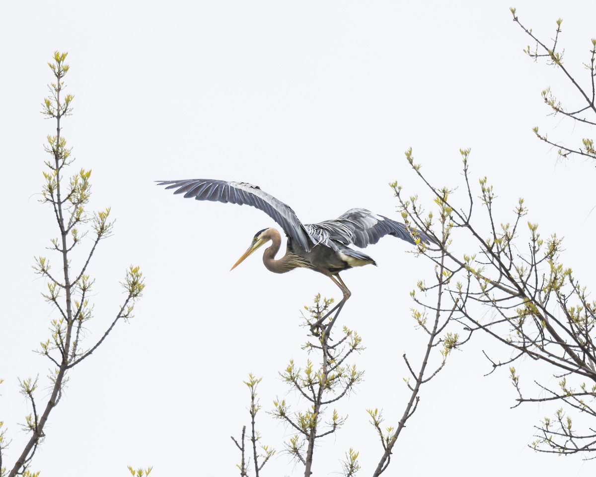 オオアオサギ - ML646324963