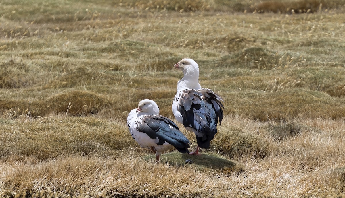 アンデスガン - ML646324964