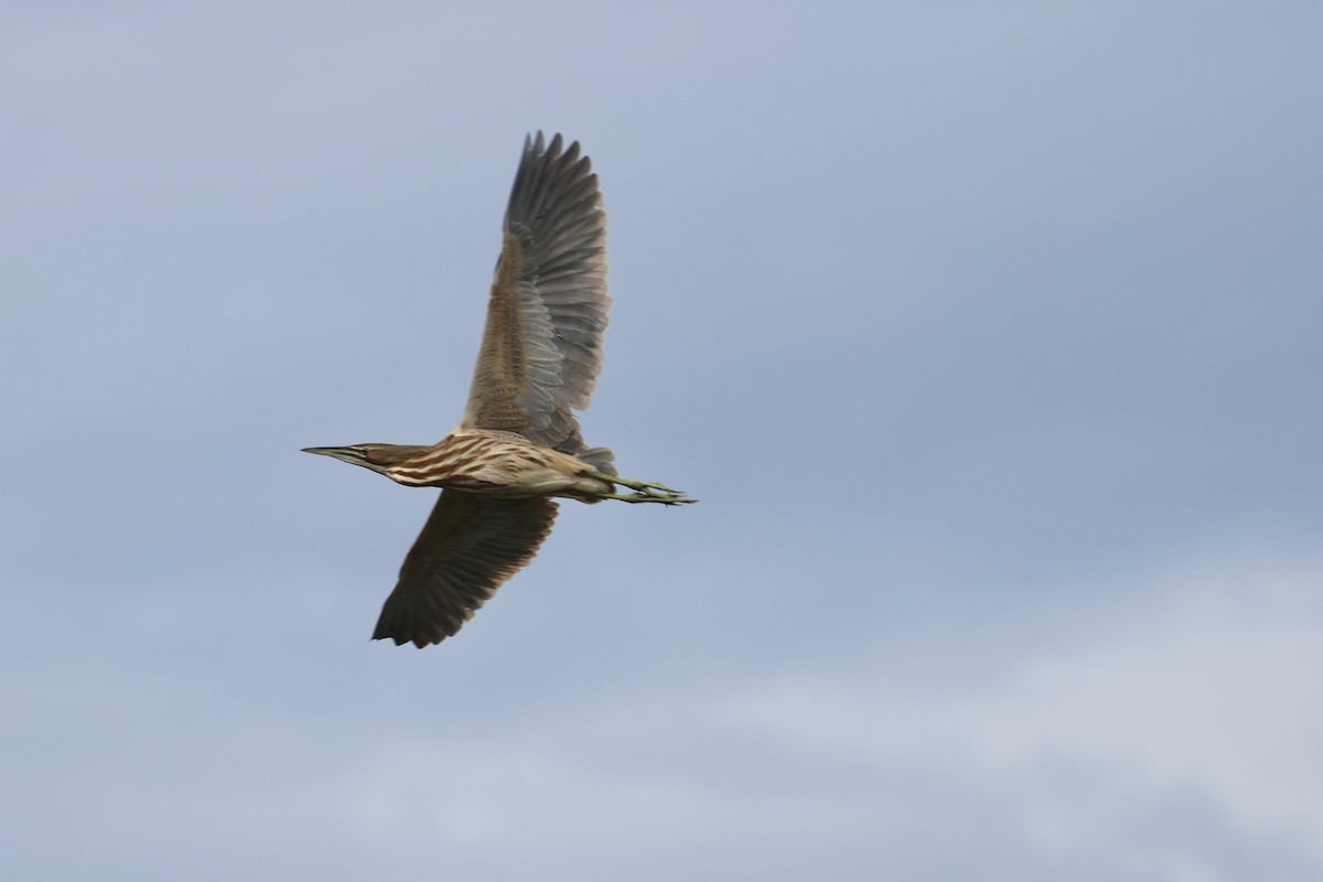 アメリカサンカノゴイ - ML646324965