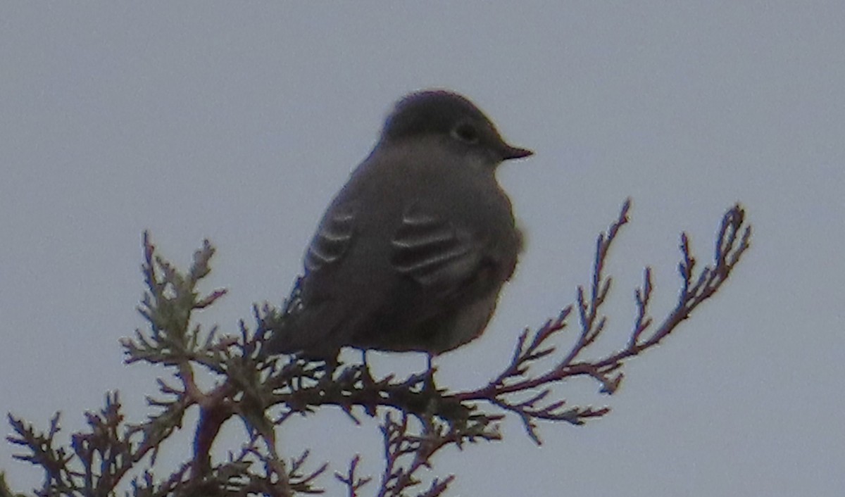 ハエトリツグミ - ML646324967