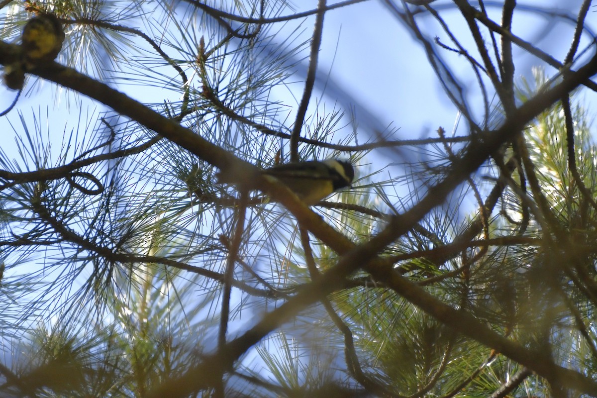 メキシココガラ - ML646324969