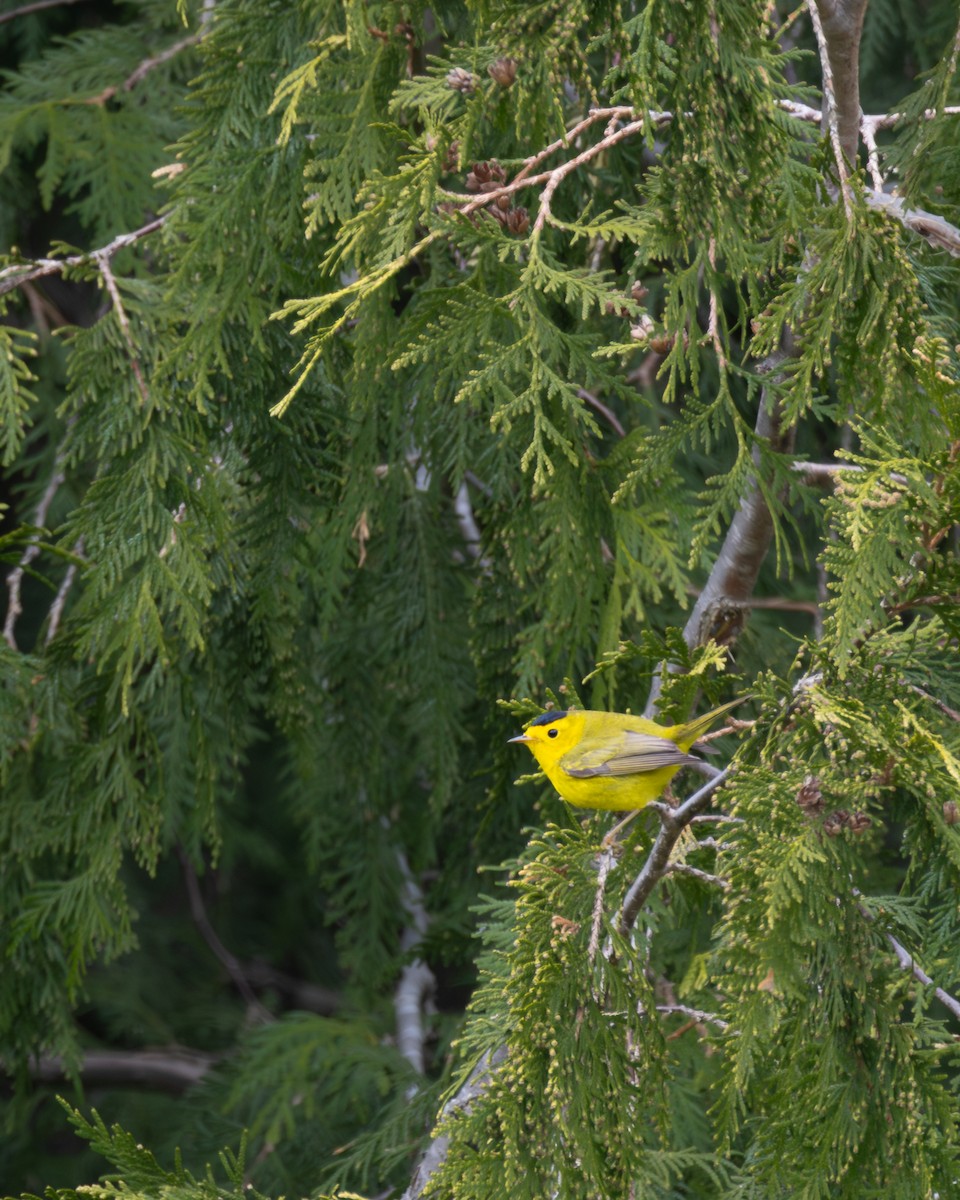 ウィルソンアメリカムシクイ - ML646324970