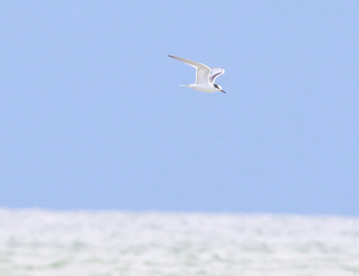 アジサシ - ML646324975