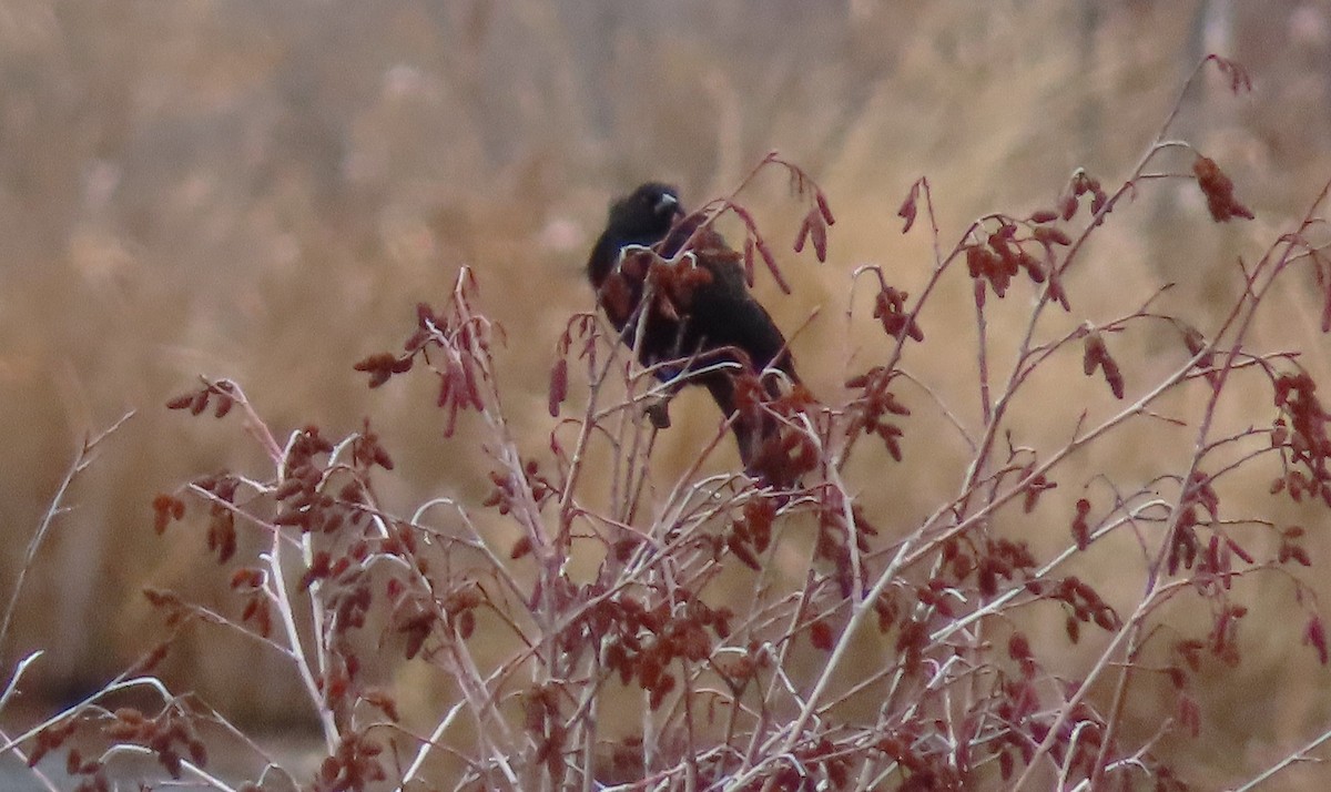 ハゴロモガラス - ML646324976