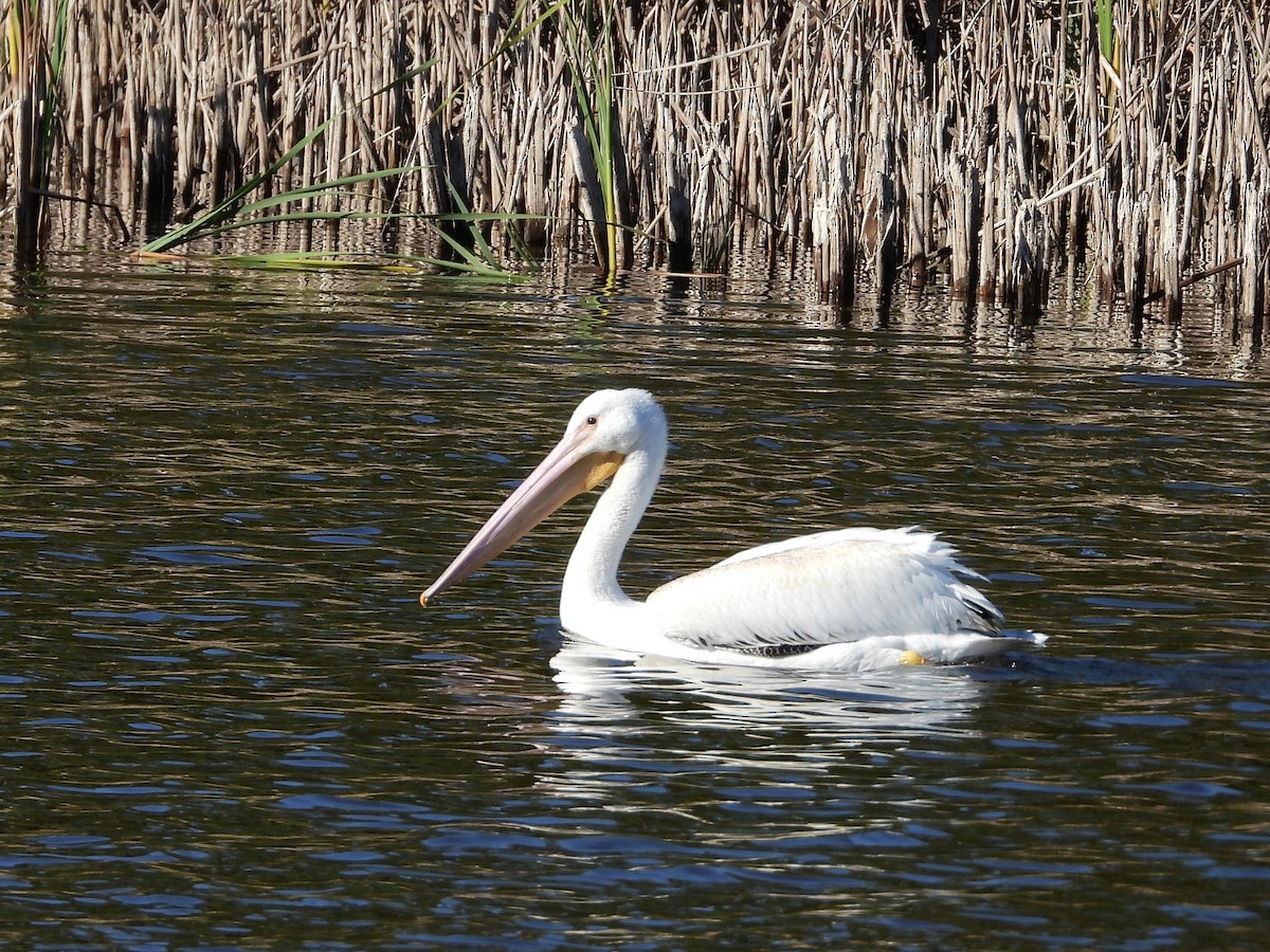 アメリカシロペリカン - ML646324977