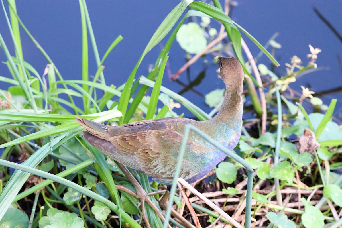 Малая султанка - ML646324978