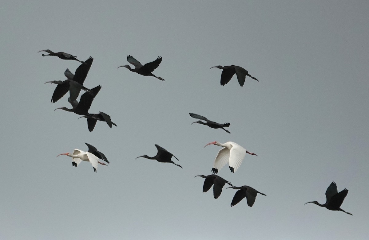 Glossy Ibis - ML646324979